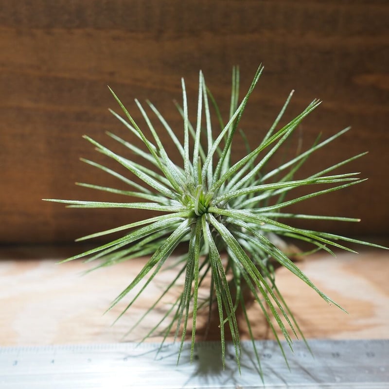 チランジア ／ フンキアナ レクルヴィフォリア (T.funkiana var