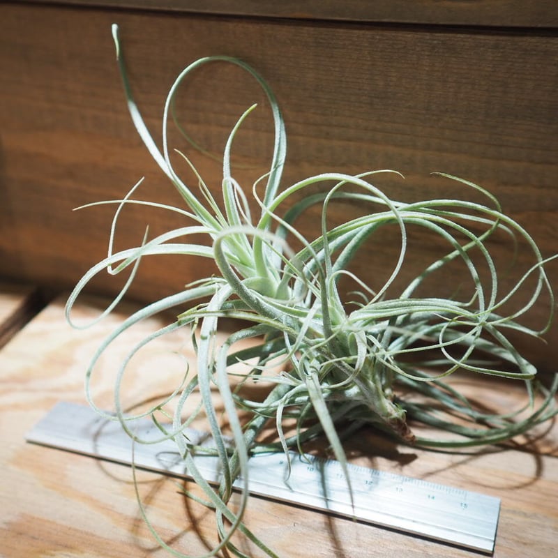 チランジア ／ ストラミネア ブッシュ L (T.straminea 'Bush') ＊A01