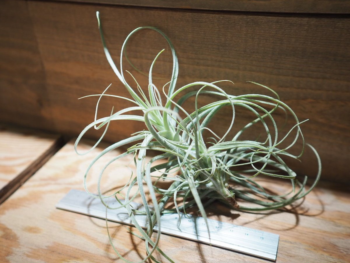 チランジア ／ ストラミネア ブッシュ L (T.straminea 'Bush') ＊A01