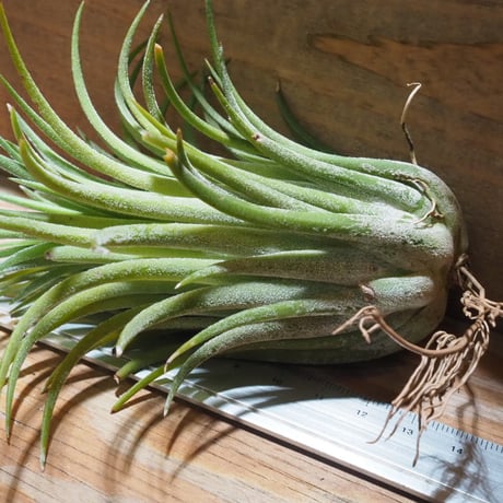 チランジア ／ イオナンタ カーリージャイアント XL　(T.ionantha 'Curly Giant')　＊A01/Jul28