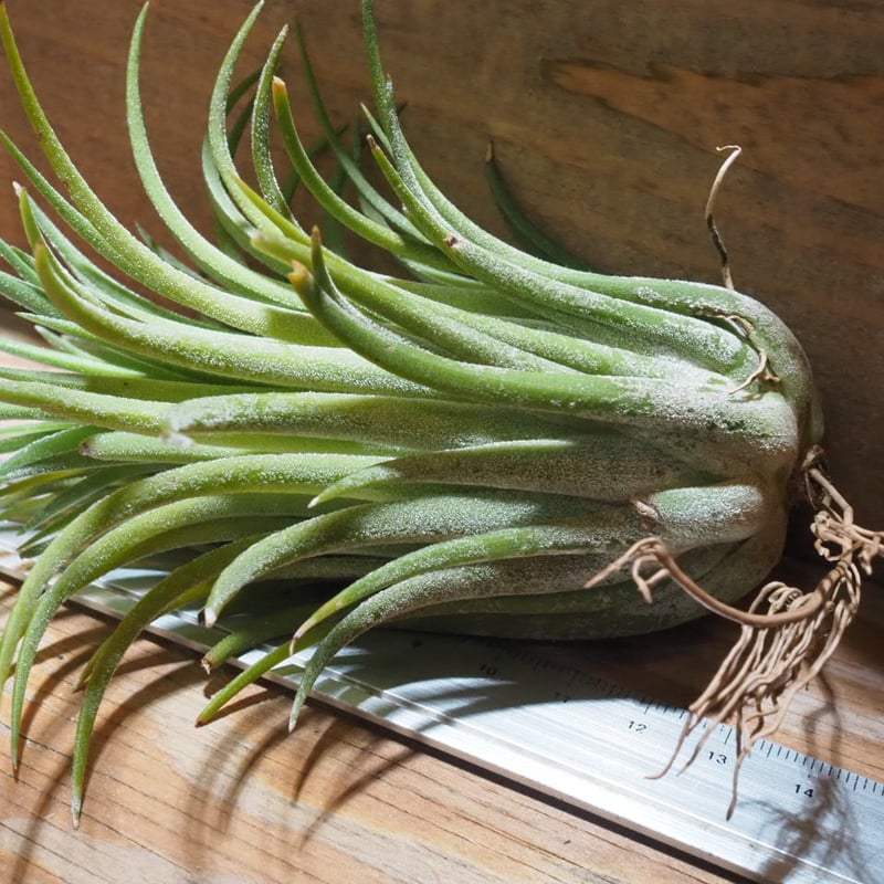 チランジア　フレクスオサ　ツイスト　ジャイアントフォーム Tropiflora チランジア フレクスオサ ツイスト ジャイアントフォーム Tropiflora