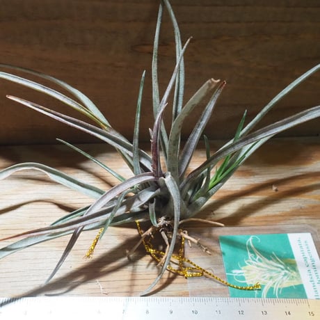 チランジア ／ カピタータ ドミンゲンシス　(T.capitata var. domingensis)　★CD01/Jul30-01