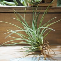 チランジア ／ ザ・パーフェクトブレンド (T.'The Perfect Blend') ＊A