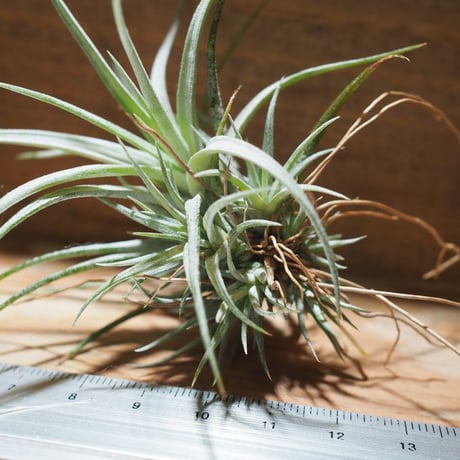チランジア ／ ウトリクラータ プリングレイ S　(T. utriculata ssp. pringlei)　＊A01/Jul05