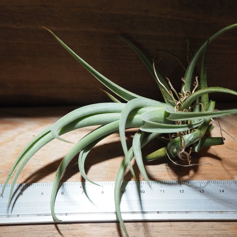 チランジア　Remembrance　開花株 チランジア Remembrance 開花株