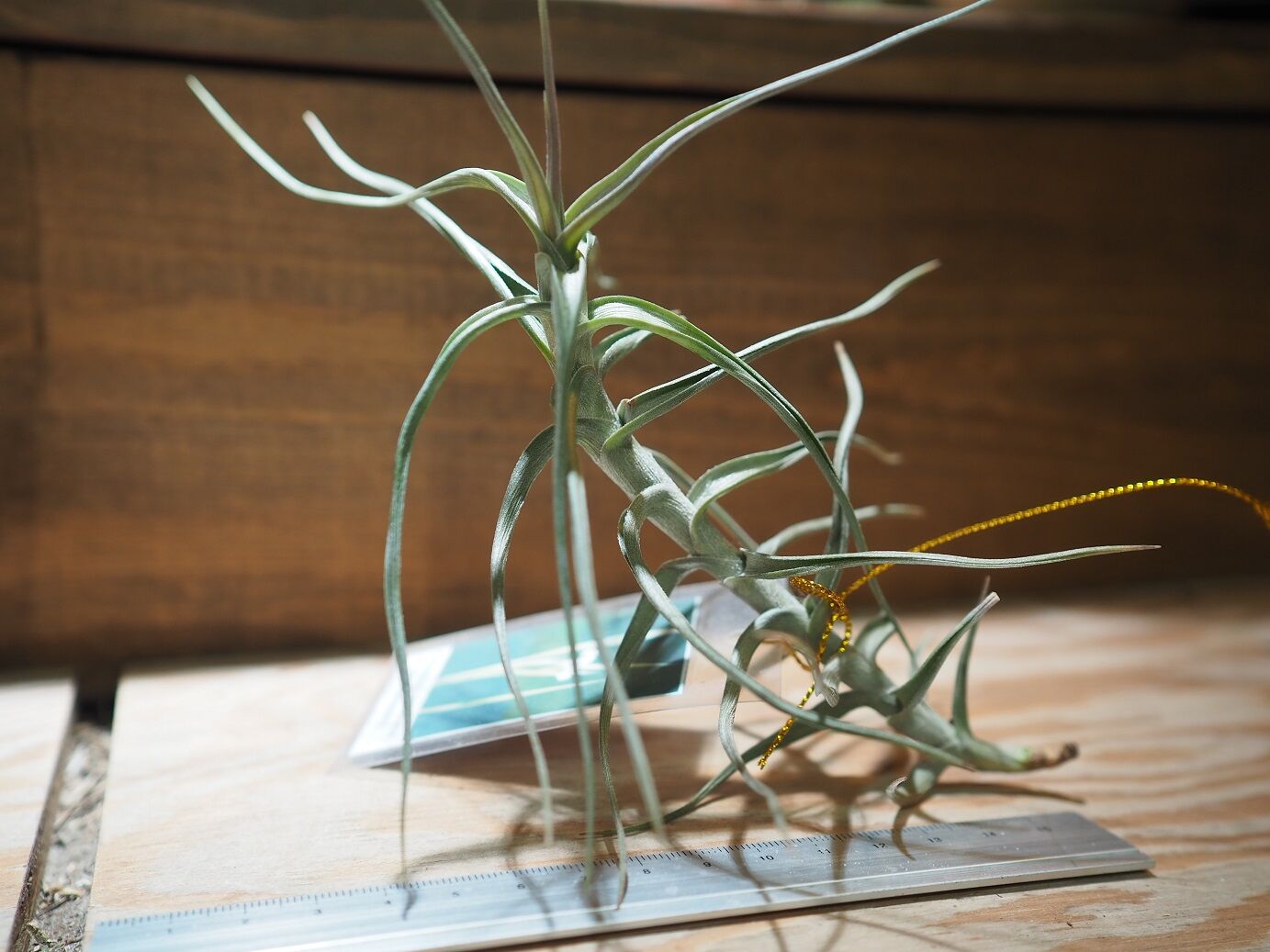 チランジア ／ メレリアナ (T.mereliana) ＊A01/Dec13 | 常葉植物園