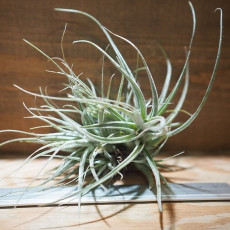 エーレルシアナ | STORES