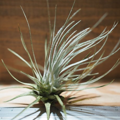 ティランジア・トメキー Yahoo!オークション - KN ティランジア トメキー（TILLANDSIA