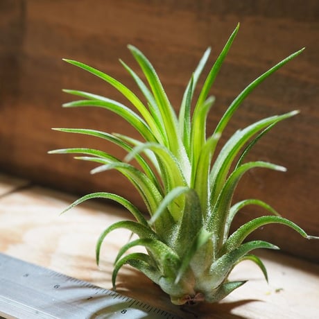チランジア ／ イオナンタ ヴァリエガータ　(T.ionantha 'Variegata')　＊A01/Apr4