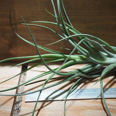 チランジア ／  ブルボーサ × プエブレンシス　(T.bulbosa × T.pueblensis)　＊A01/Apr15