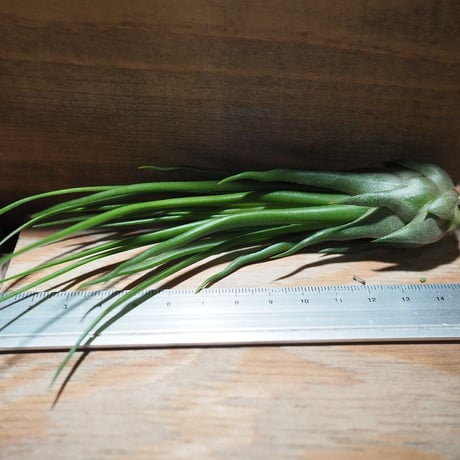 チランジア ／ ブルボーサ × イオナンタ フェーゴ　(T.bulbosa × T.ionantha 'Fuego') ★タイ農場　＊A01/Nov20