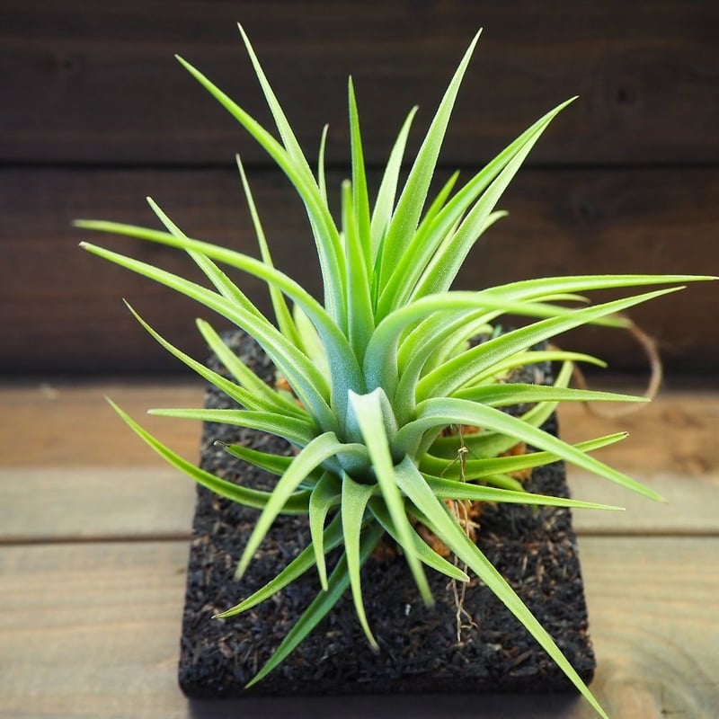 □チランジア着生用プレート (木製) 3枚セット | 常葉植物園 Tokiwa