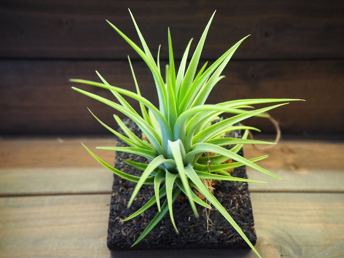 □チランジア着生用プレート (木製) 3枚セット | 常葉植物園 Tokiwa