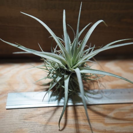 チランジア ／ ウトリクラータ プリングレイ M　(T. utriculata ssp. pringlei)　＊A01/Apr15