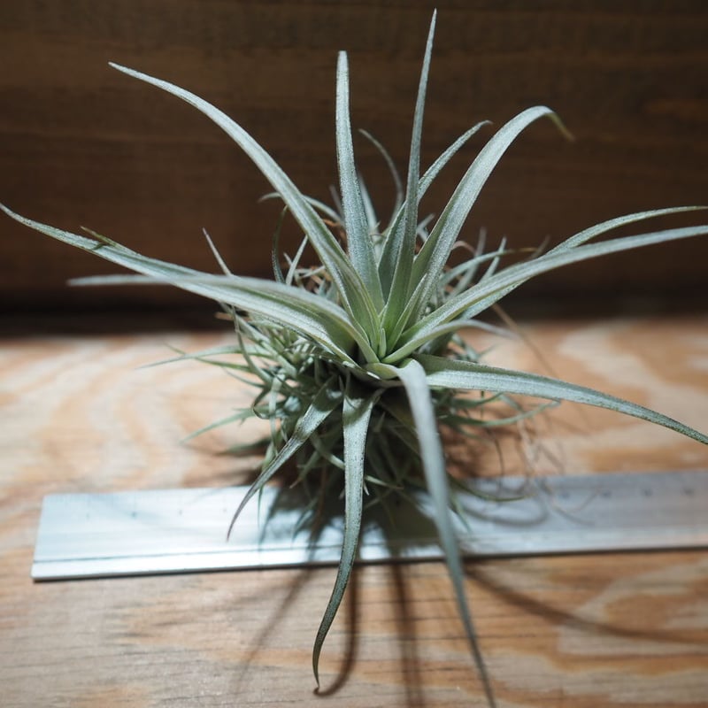 チランジア ／ ウトリクラータ プリングレイ M (T. utriculata ssp. pr