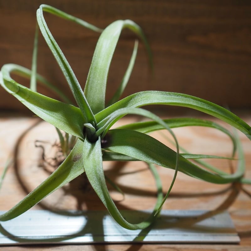 チランジア ／ カーリースリム (T.'Curly Slim') ＊A01/Oct13-02