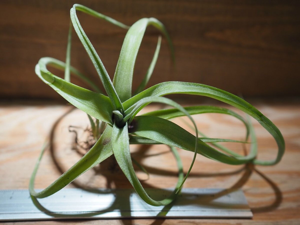 カーリースリム×ディグエティ(※My Original Hybrid) Tillandsia Curly slim チランジア カーリースリム Hybrid-Till