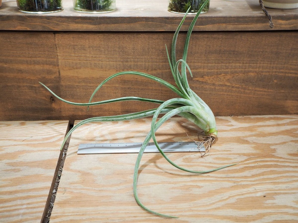 Tillandsia El Guapo 速達発送 Tillandsia El Guapo 速達発送 - メルカリ
