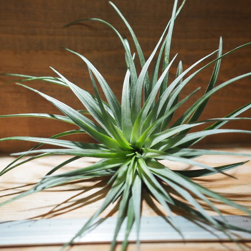 チランジア ／ ストリクタ ブラックビューティ (T.stricta 'Black Beaut