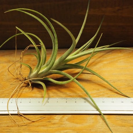 チランジア ／ イオナンタ × パウシフォリア　(T.ionantha × T.paucifolia)　＊A02/Se21