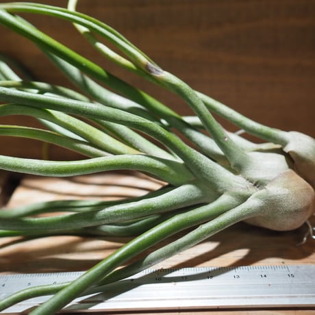 チランジア ／ ストレプトフィラ  × (ブルボーサ × ストレプトフィラ)　(T.streptophylla × (T.bulbosa x T.streptophylla))　＊A01/Feb27