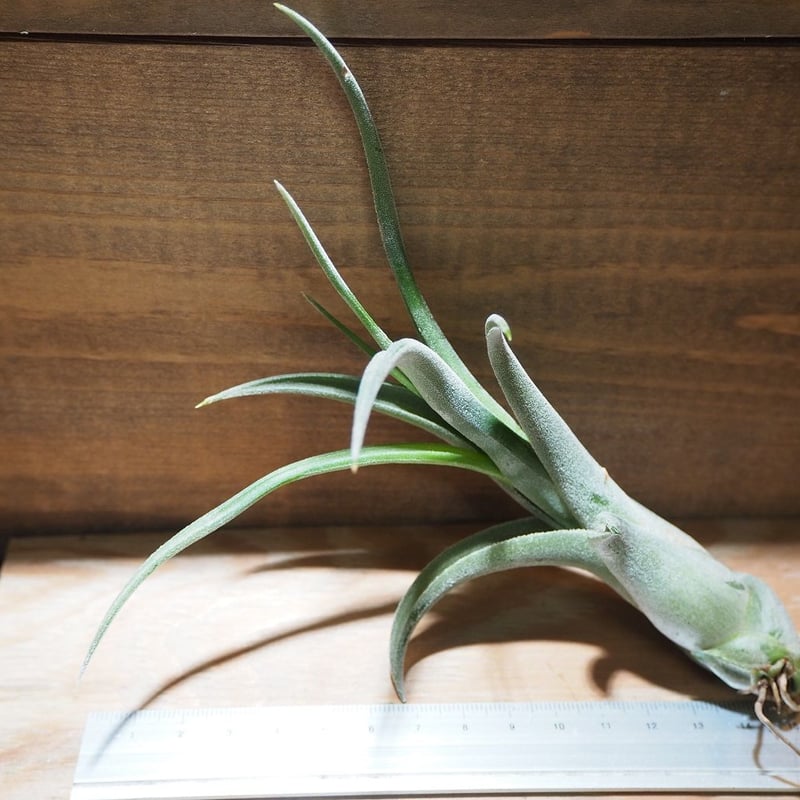 チランジア ／ エルグアポ (T.'El Guapo') ☆タイ農場 ＊A01/Jun24 |