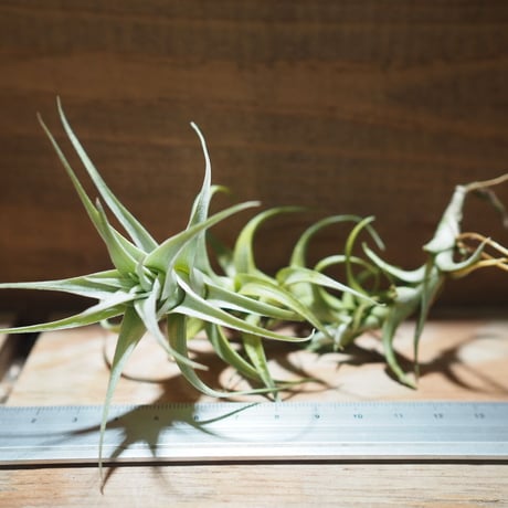 CATEGORY 学名・名称：M | 常葉植物園 Tokiwa Botanical-Garde