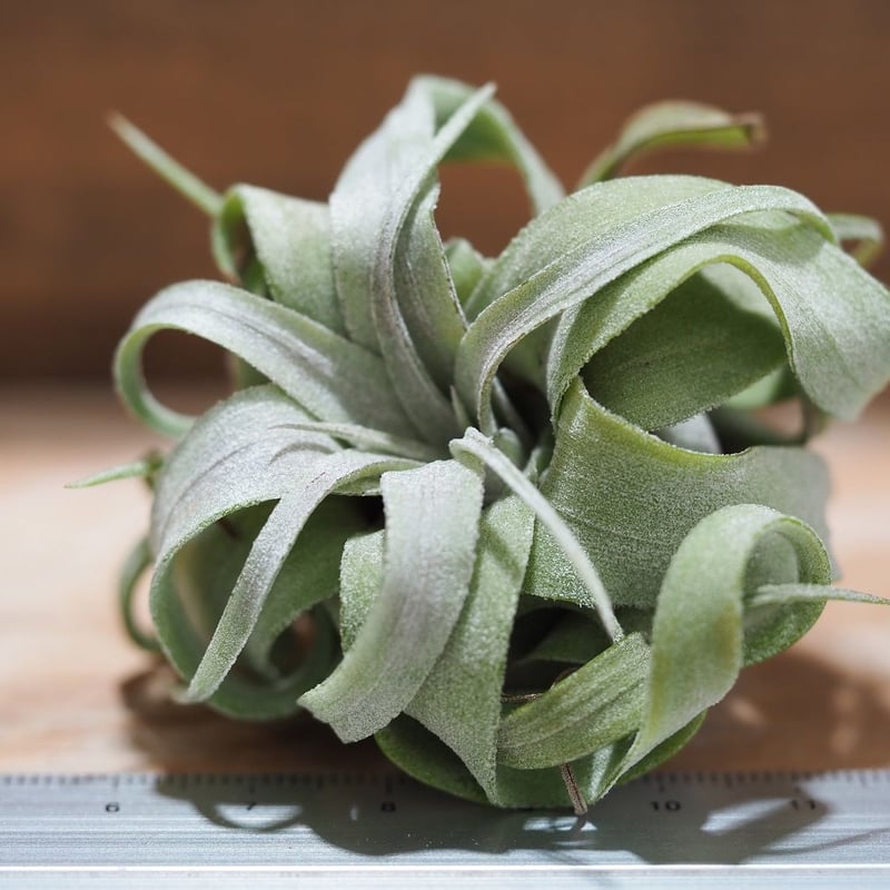 チランジア ／ ストレプトフィラ mini (T.streptophylla) ＊A01