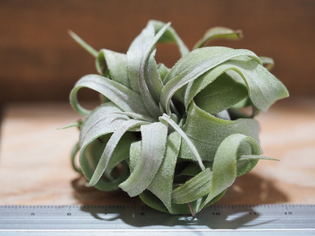 チランジア / ストレプトフィラ mini (T.streptophylla) *A01 チランジア / ストレプトフィラ mini (T.streptophylla) *A01