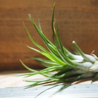 チランジア ／ サマンサ (T.'Samantha') ＊A01/Jul11 | 常葉植物園