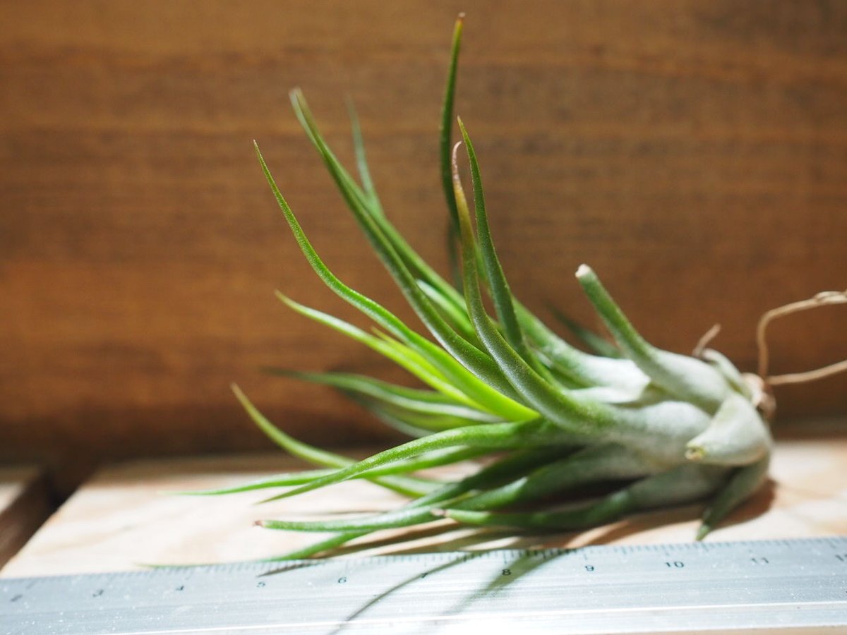 Tillandsia Joel Superior 速達発送 Tillandsia Joel Superior 速達発送 - メルカリ