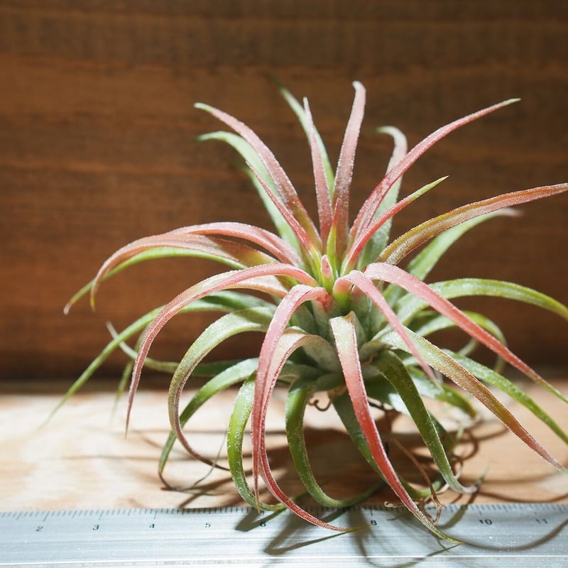 観葉植物）エアープランツ チランジア イオナンタ ロン（1株） 送料