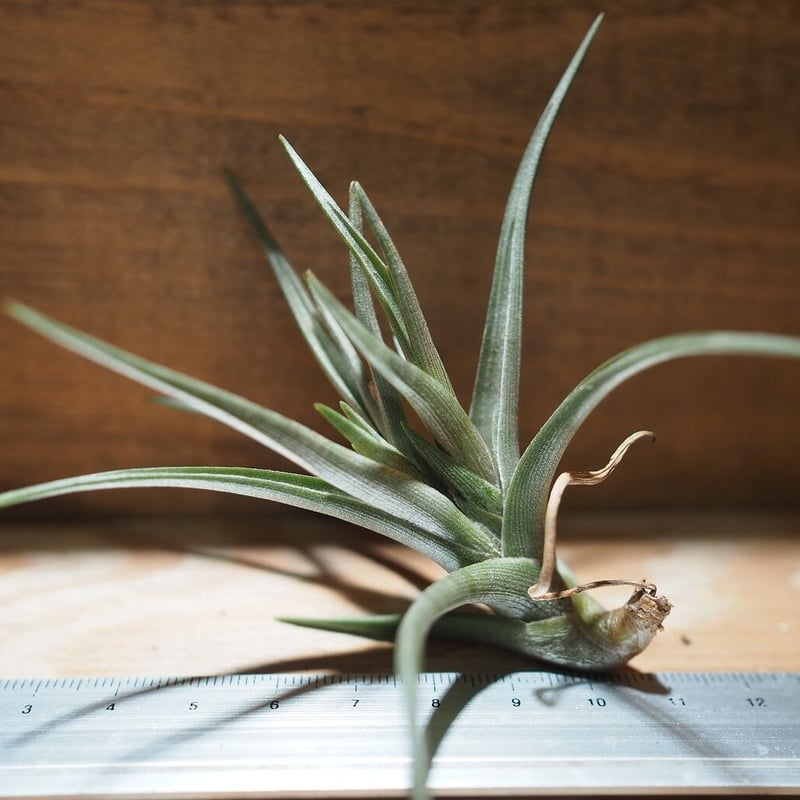 チランジア ／ ミスティックヘイズ (T.'Mystic Haze') ＊A01/Nov23