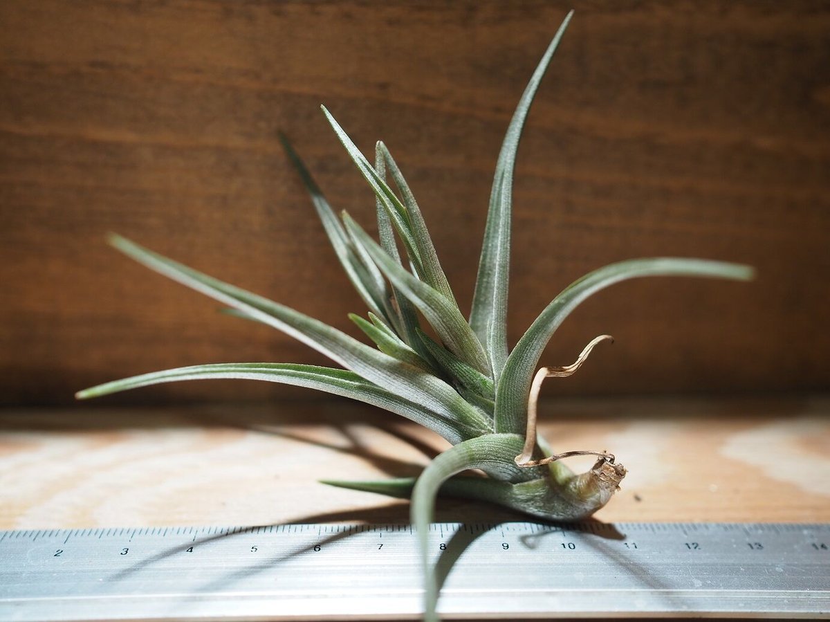 tkshrjk 　速達　チランジア ミスティックシリーズ 6種セット チランジア ／ ミスティックヘイズ (T.'Mystic Haze') ＊A01/Nov23