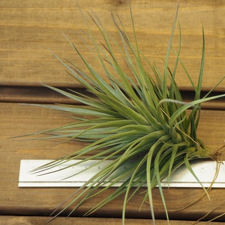 チランジア ／ ストリクタ リオネグロ　(T.stricta 'Rio Negro')