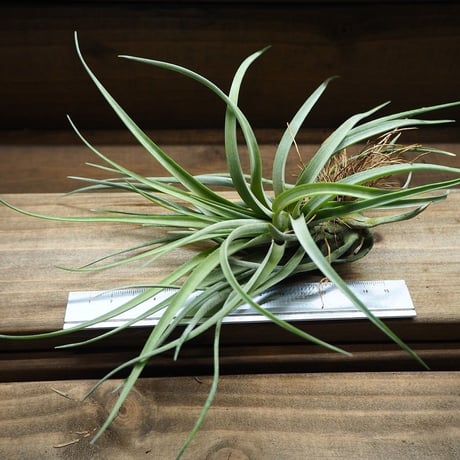 CATEGORY 学名・名称：R | 常葉植物園 Tokiwa Botanical-Garde