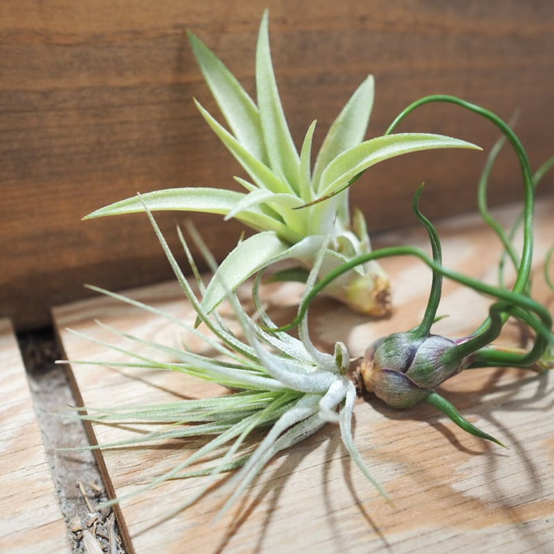 チランジア ／ 入門3点セット Dタイプ (Tillandsia D-type) | 常葉植物