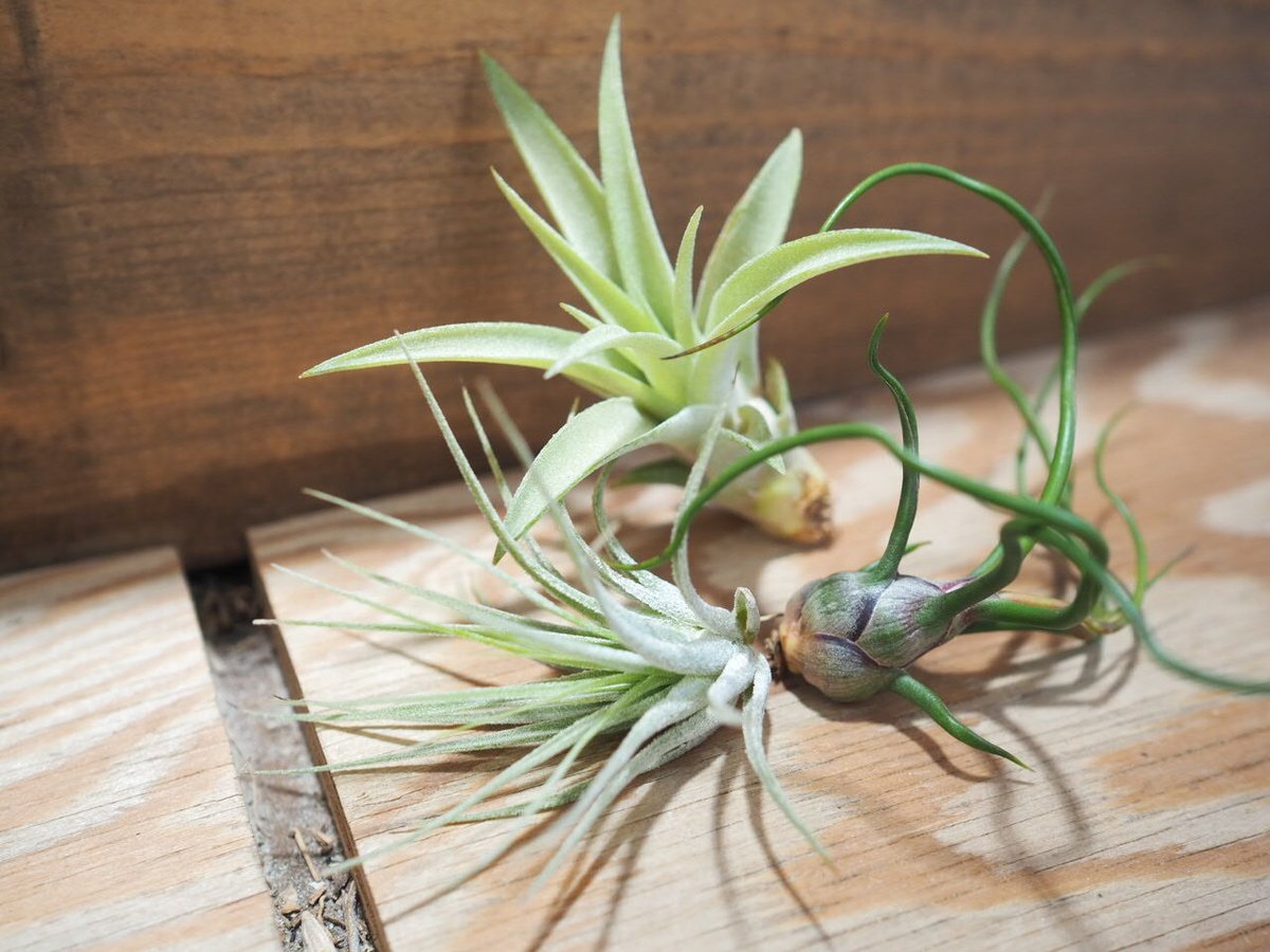 チランジア ／ 入門3点セット Dタイプ (Tillandsia D-type) | 常葉植物
