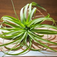 チランジア ／ ナチュラリーゴージャス (T.'Naturally Gorgeous') ☆1