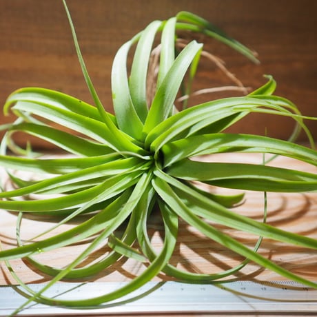 STORES エアープランツの検索結果