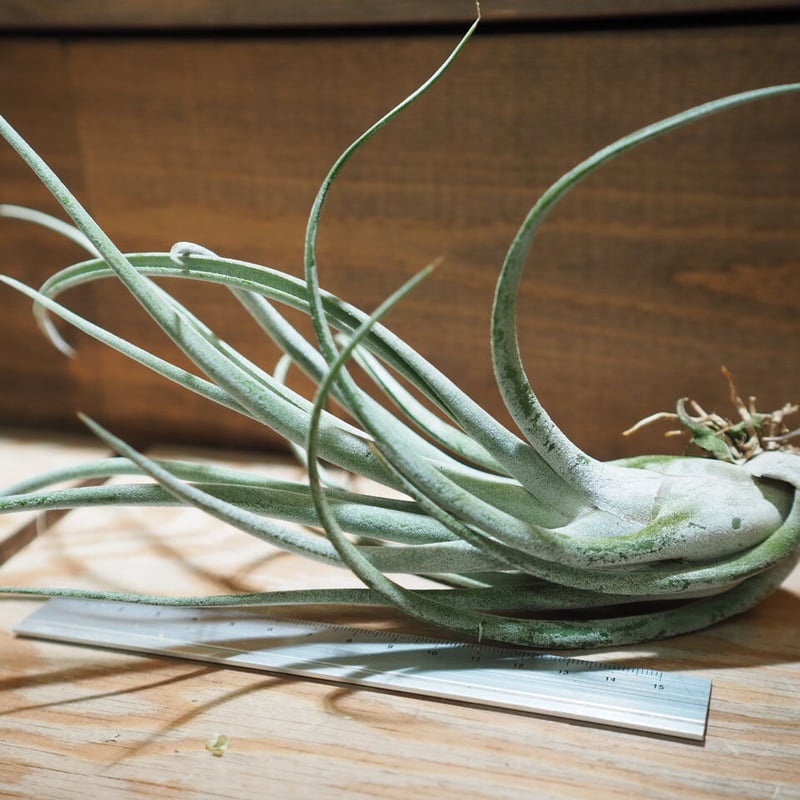 チランジア ／ チアペンシス × カプトメドーサ (T.chiapensise × T.ca