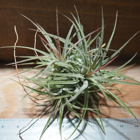チランジア ／ イオナンタ メキシコ CL　(T.ionantha 'Mexico')　＊A01/Dec13