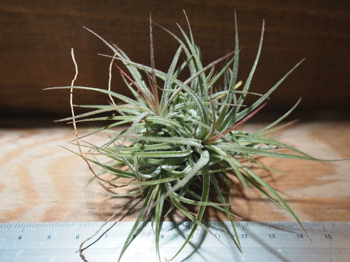 チランジア ／ イオナンタ メキシコ CL (T.ionantha 'Mexico') ＊A0