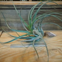チランジア ／ イオナンタ プレデター (T.ionantha 'Predator') | 常