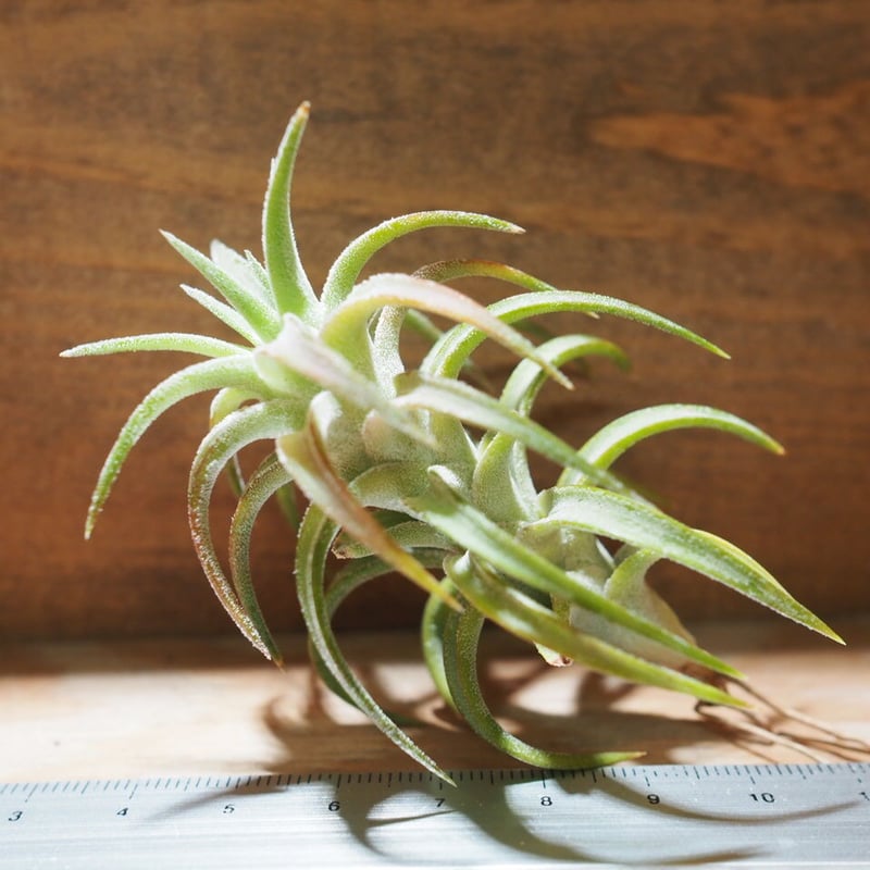 チランジア ／ イオナンタ ヴァンハイニンギー (T.ionantha var. vanhyn