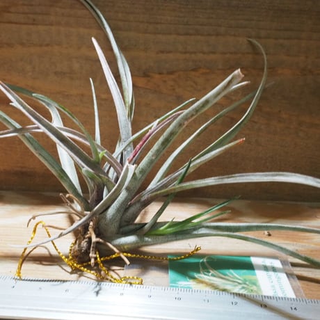 チランジア ／ カピタータ ドミンゲンシス　(T.capitata var. domingensis)　★CD01/Jul30-01