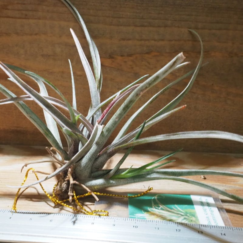 超希少❗️カピタータ　ドミンゲンシス✨ チランジア ／ カピタータ ドミンゲンシス (T.capitata var. domingen