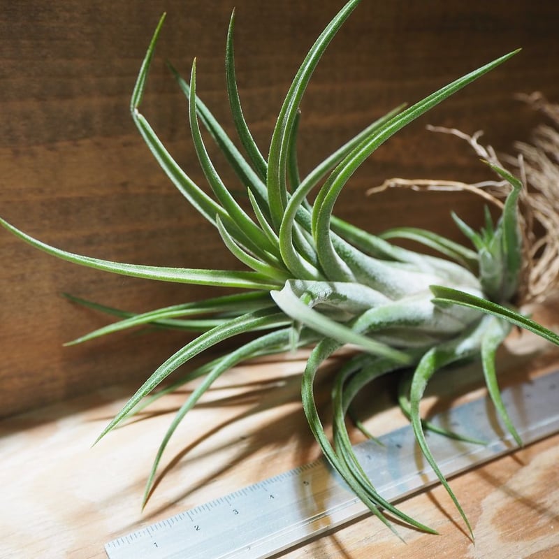 チランジア　セレリアナとかセット チランジア・セレリアナ Tillandsia seleriana 育て方 図鑑 | Frontier