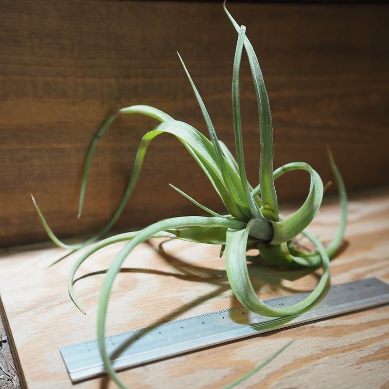 Tillandsia Curly Fatso チランジア　カーリーファッツォ Tillandsia Curly Fatso チランジア カーリーファッツォ チランジア