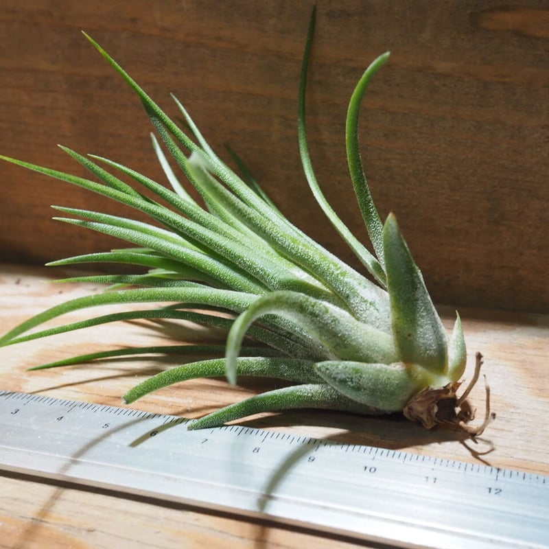 チランジア ／ イオナンタ マルディグラ (T.ionantha 'Mardi